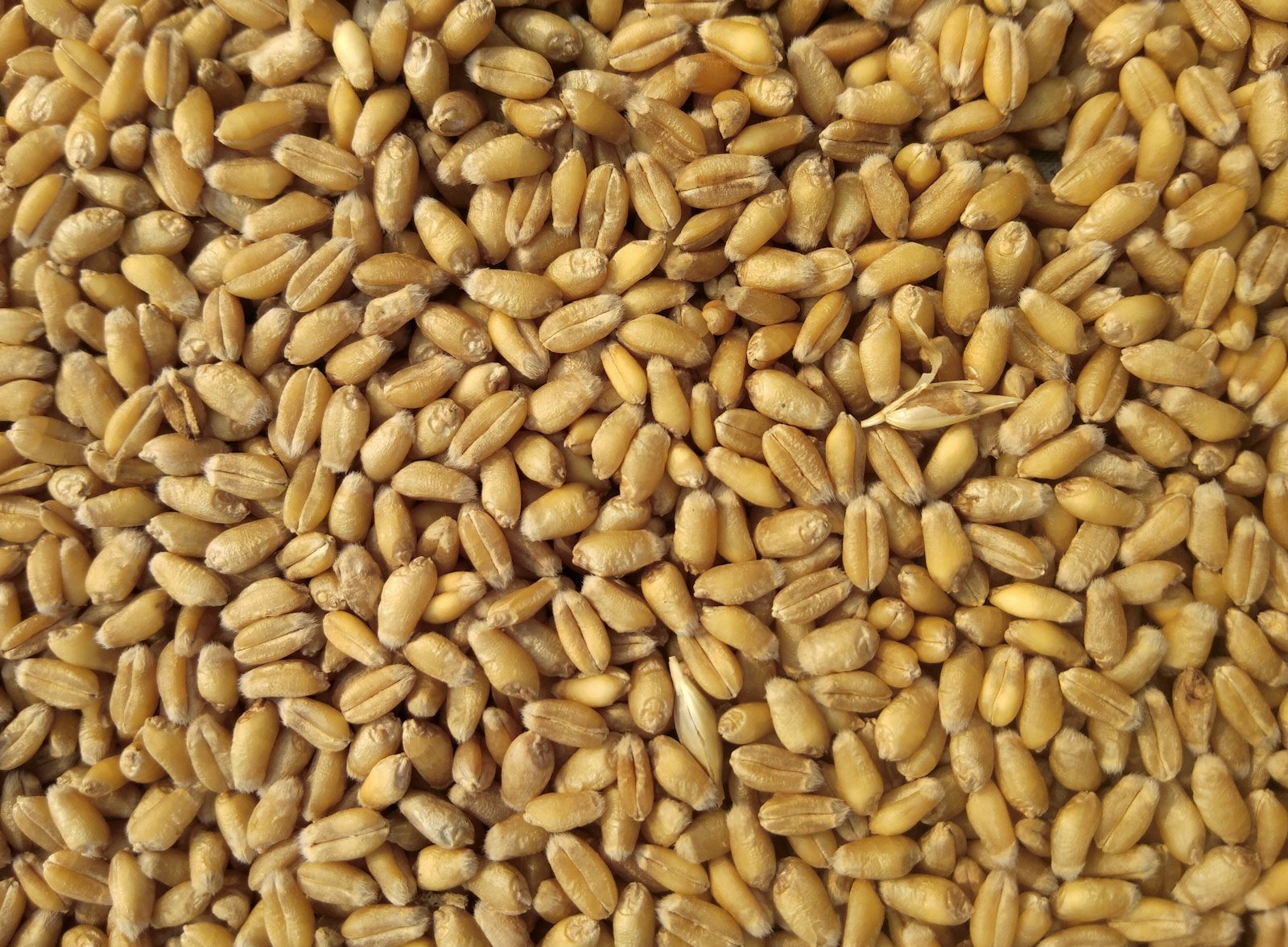Premium export-grade agro commodity grains in close detail — traceable, certified quality