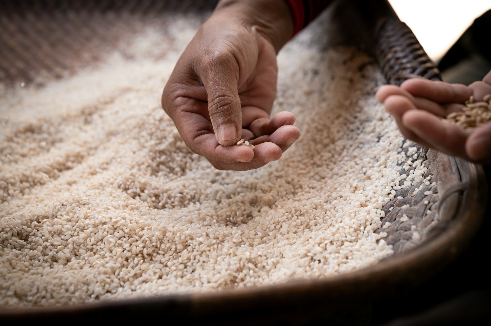 Hands inspecting rice grains on a traditional winnowing tray — hands-on quality control
