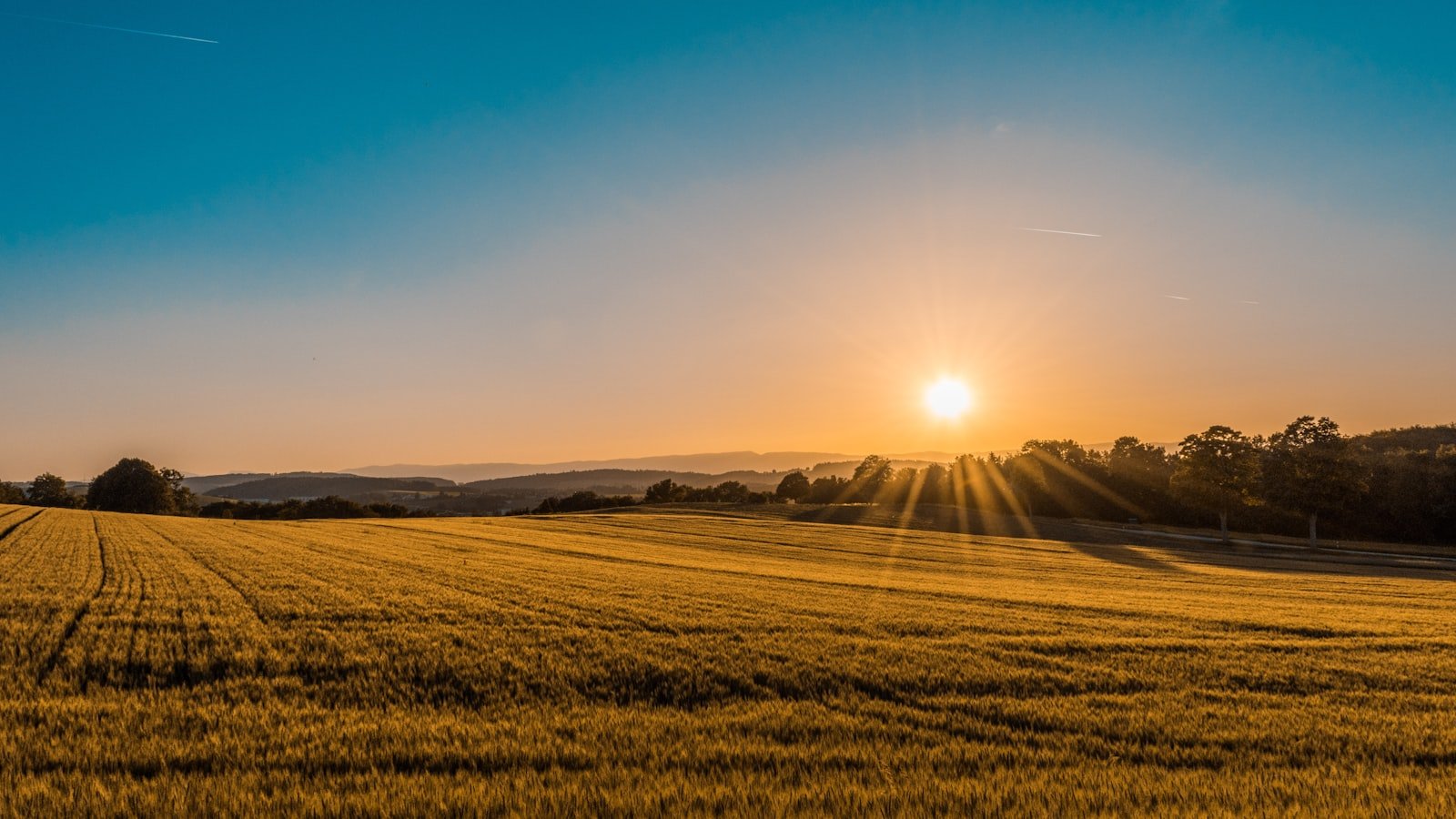 Golden agricultural field glowing at sunset — sustainable sourcing and responsible farming