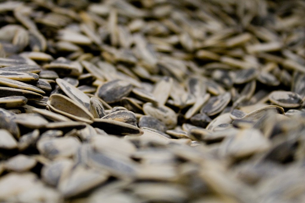Seeds — Agro Commodities export