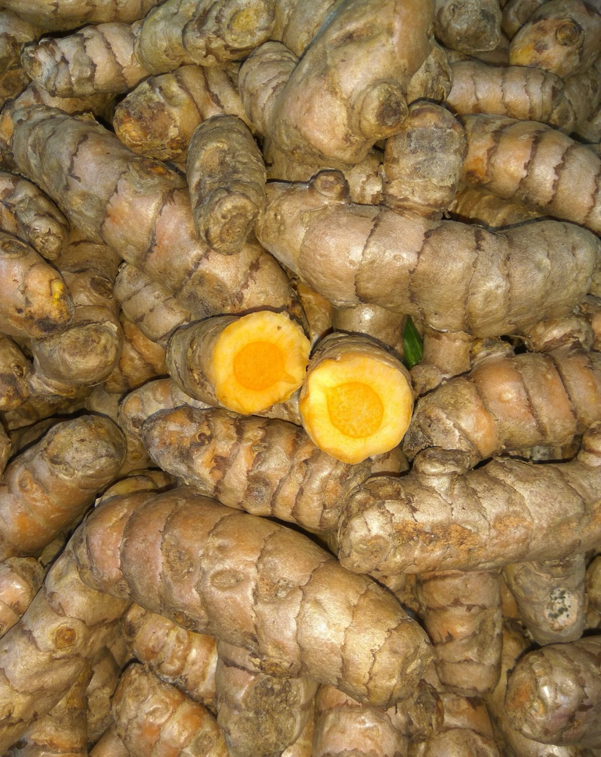 Turmeric Finger — 5% Curcumin — Devanshi Tradeables export-grade