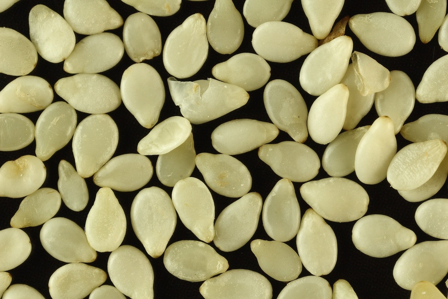 Hulled White Sesame Seeds — Devanshi Tradeables export-grade