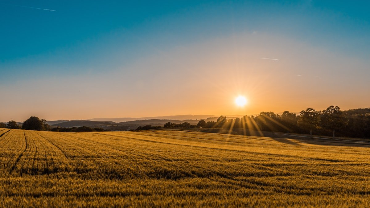 Golden wheat field at harvest — direct farmer sourcing for Devanshi Tradeables