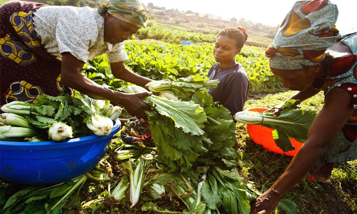 Farm workers sorting and grading fresh produce after harvest — on-site quality inspection