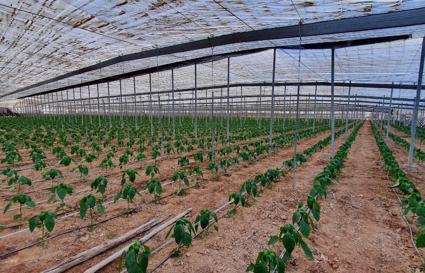 Trends Shaping the Future of Agro Commodity Trading