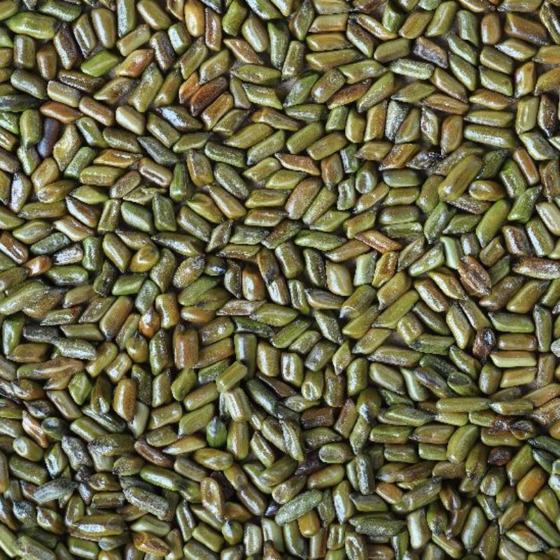 Cassia Tora Seeds