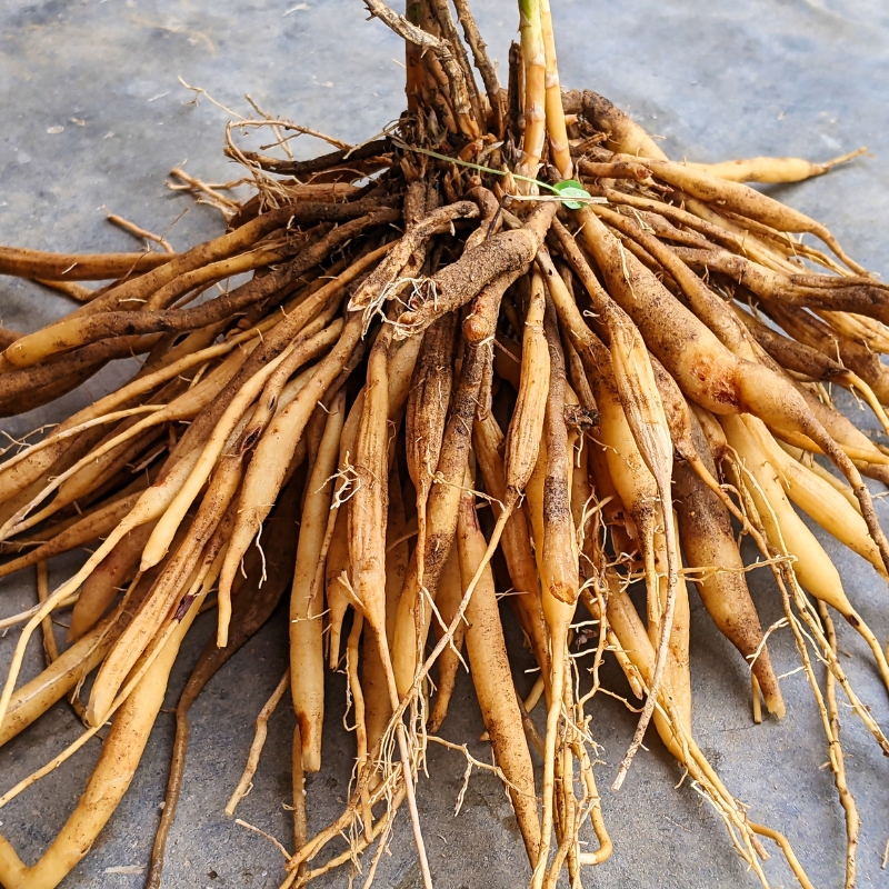 Shatavari Roots